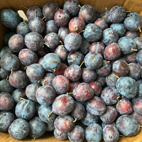 Plums (Castleton) August 22