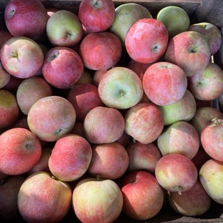 Apples Sept. 22-23