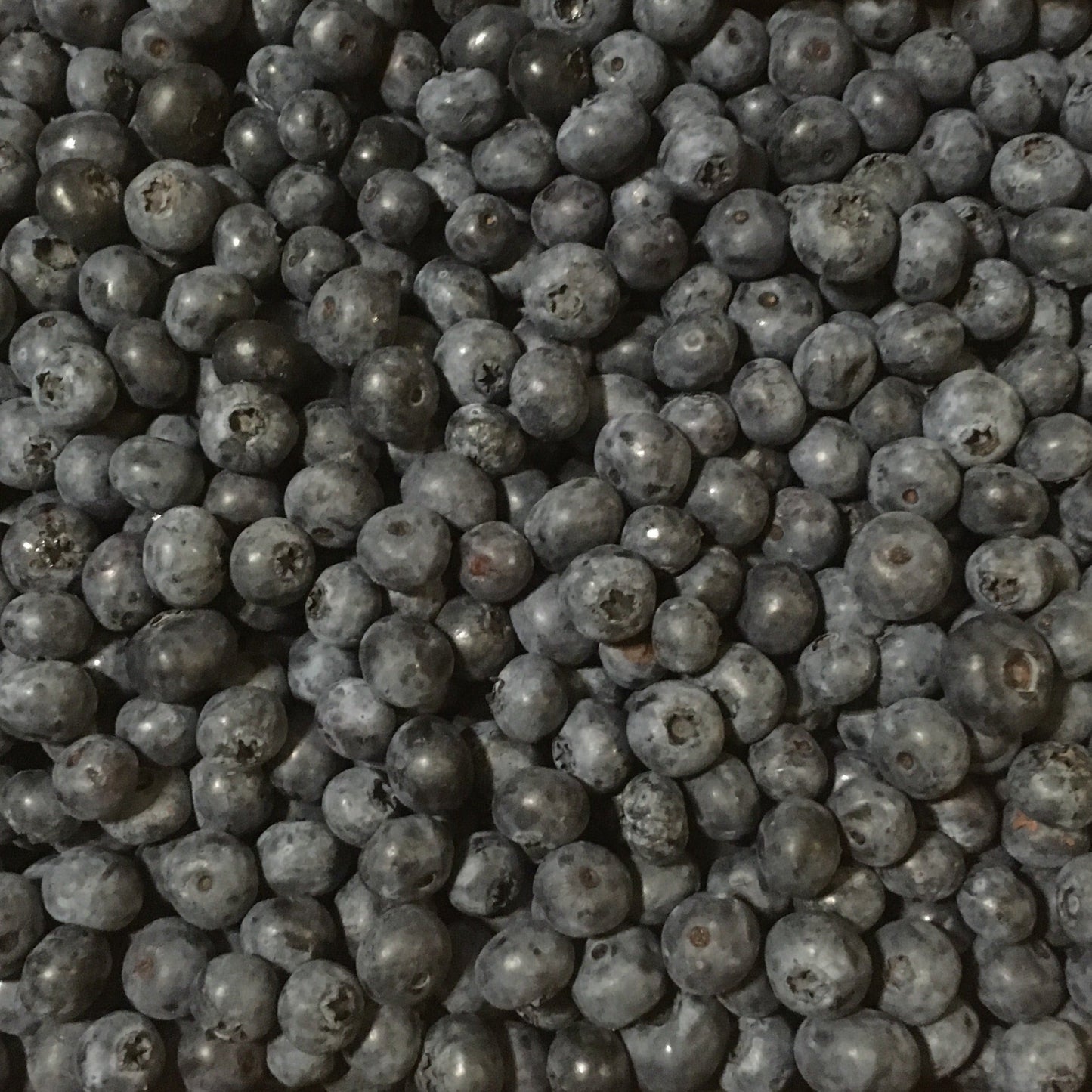 Bulk Blueberries