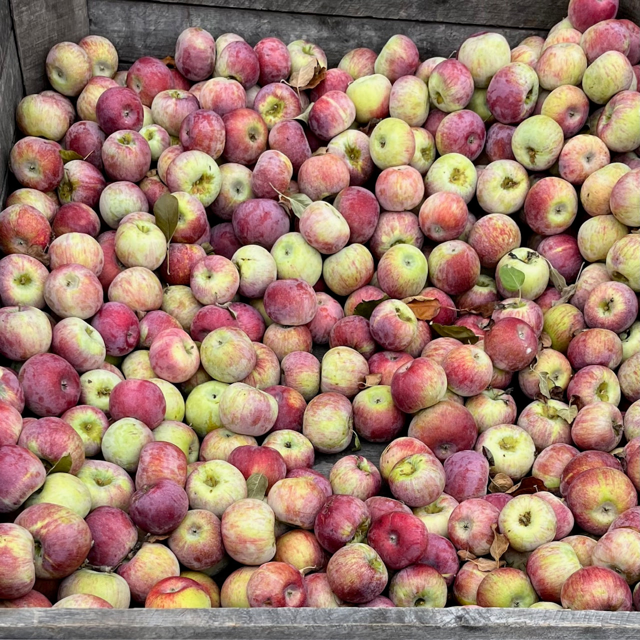 Apples