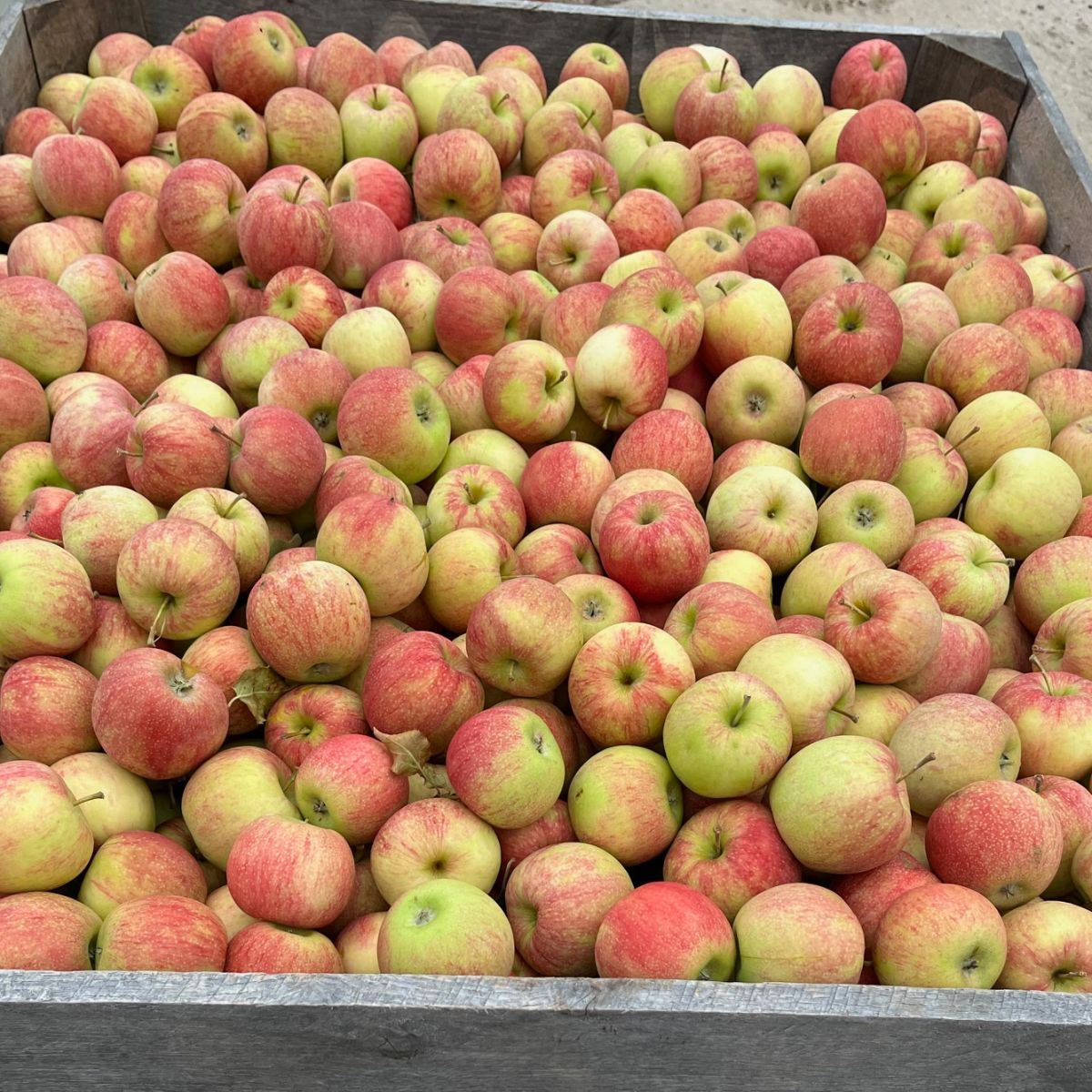 Apples