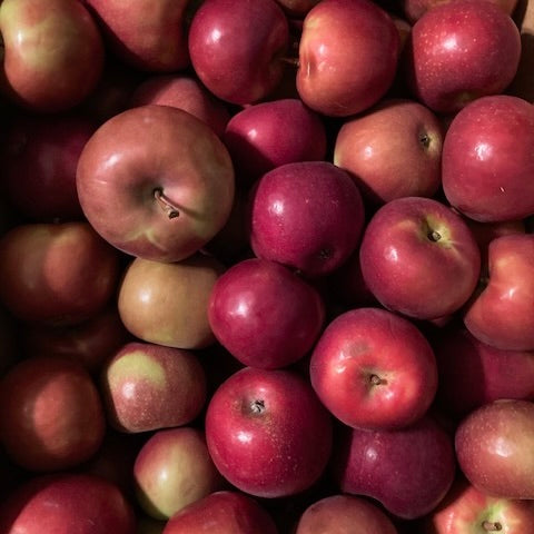 Apples August 29