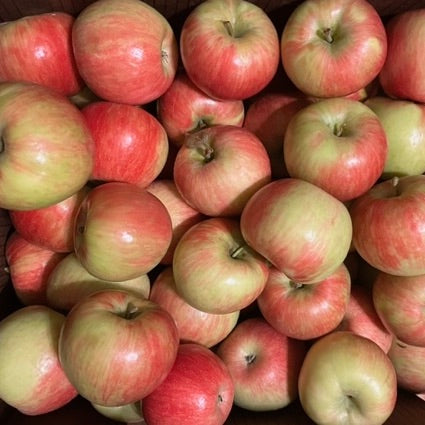 Apples on Saturday, August 17