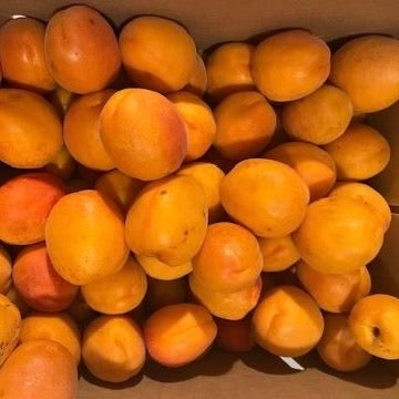 Apricots August 15