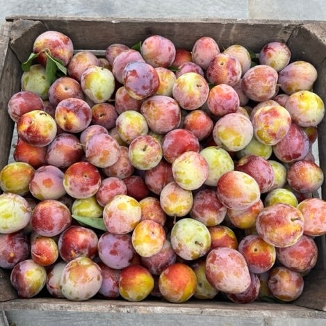 Plums (Burbank) August 8