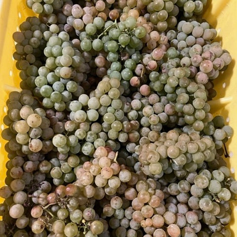 Grapes