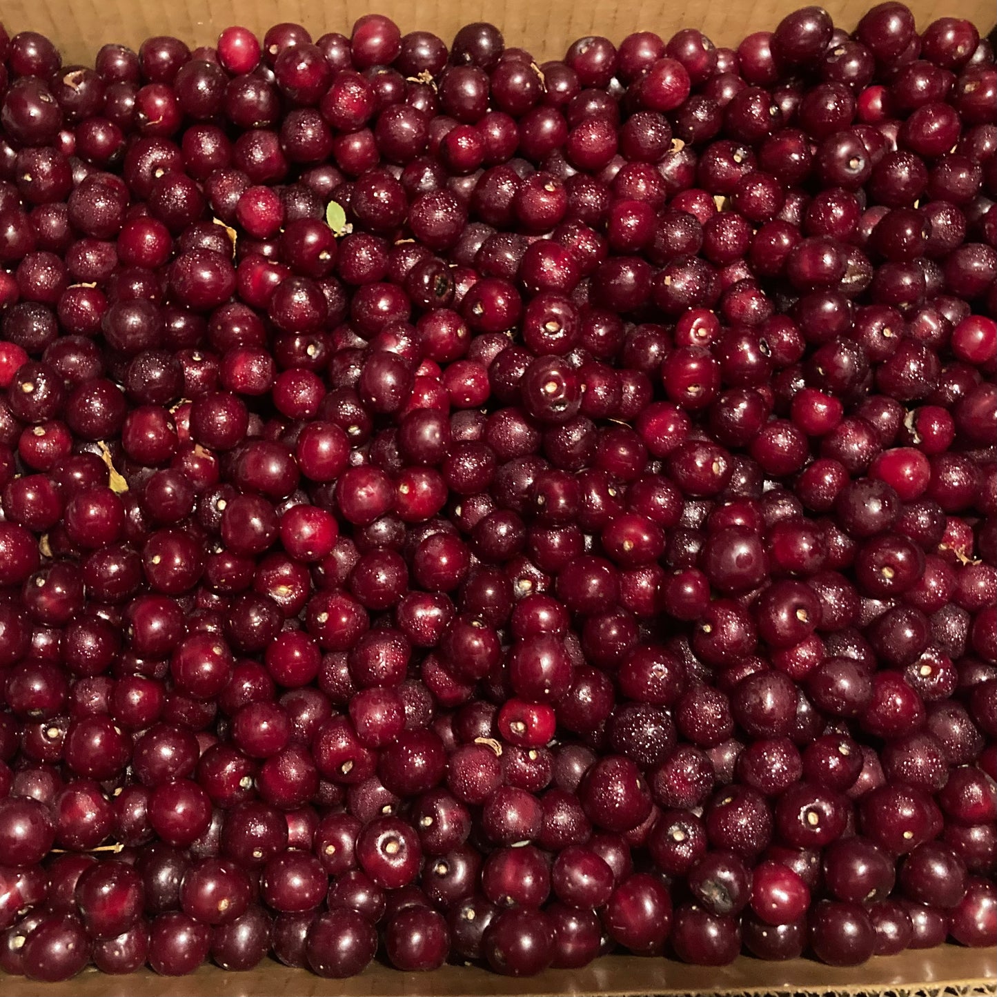 Tart Cherries