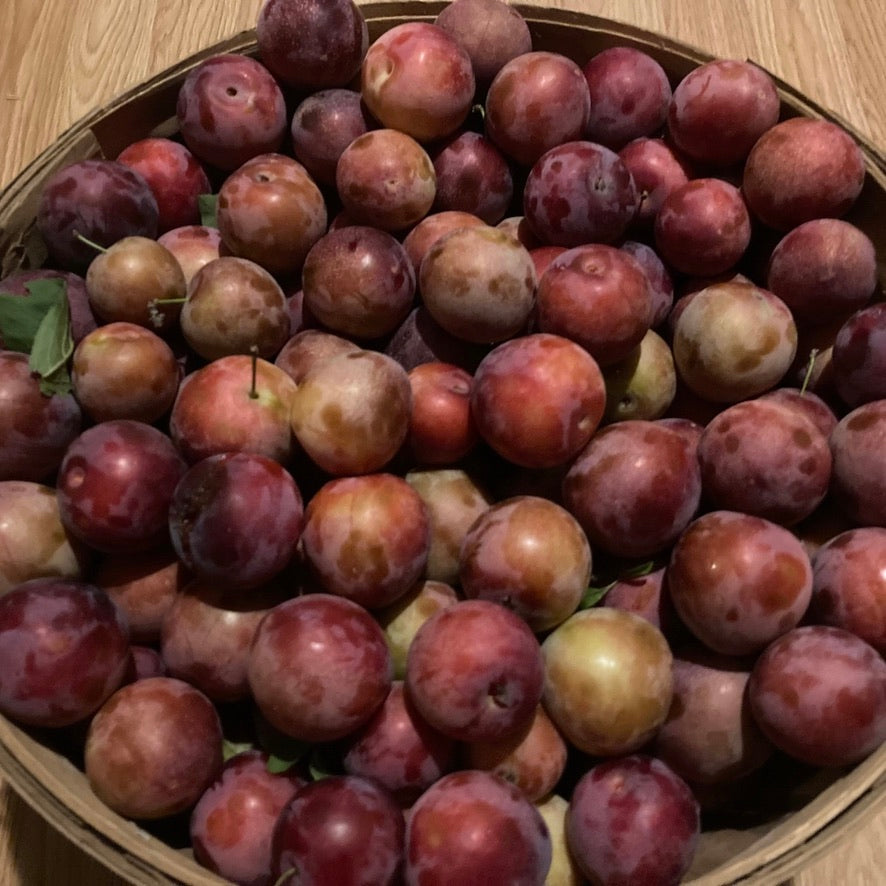 Plums (Methley)