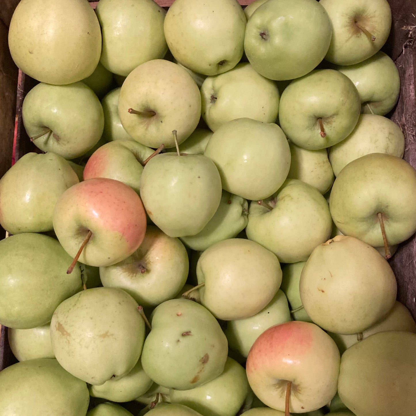 Apples on Sept. 2-3