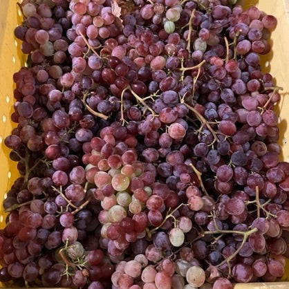 Grapes