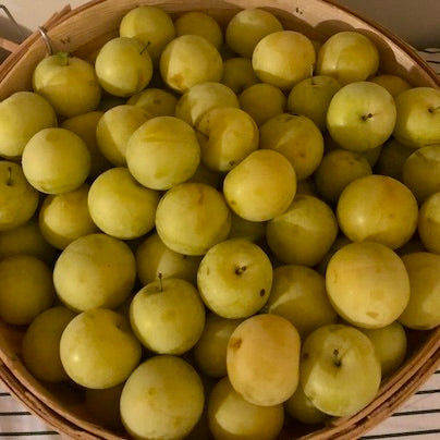 Plums (Shiro)