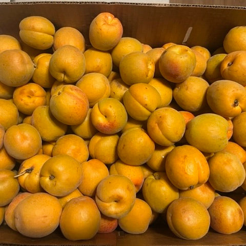 Apricots