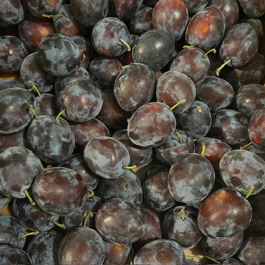 Plums (Stanley) on Sept. 2-3