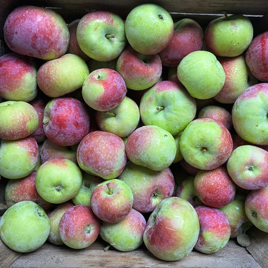 Apples (Paula Red)